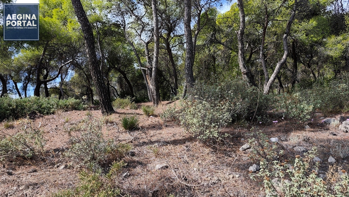 Υψηλός κίνδυνος πυρκαγιάς στην Αίγινα (κατηγορία κινδύνου 3) την Τετάρτη 24 και την Πέμπτη 25 Ιουνίου 2026.