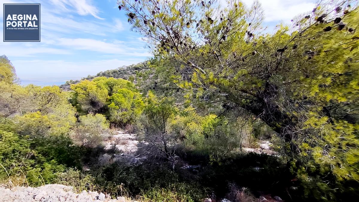 Σε κατάσταση συναγερμού η Αίγινα (κατηγορία κινδύνου 5) την Τετάρτη 22 Ιουλίου 2026. Σε κατάσταση συναγερμού η Αίγινα (κατηγορία κινδύνου 5) την Τετάρτη 22 Ιουλίου 2026.