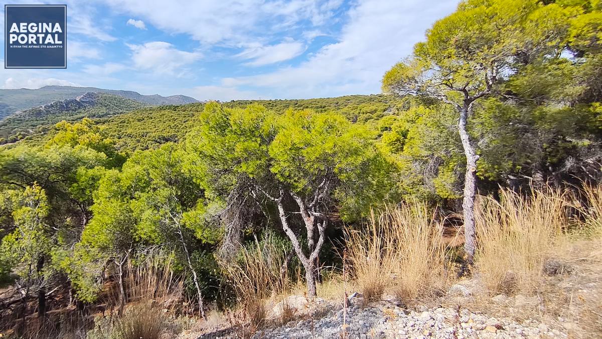 Πολύ υψηλός κίνδυνος πυρκαγιάς στην Αίγινα (κατηγορία κινδύνου 4) την Παρασκευή 4 Σεπτεμβρίου&nbsp;2026.