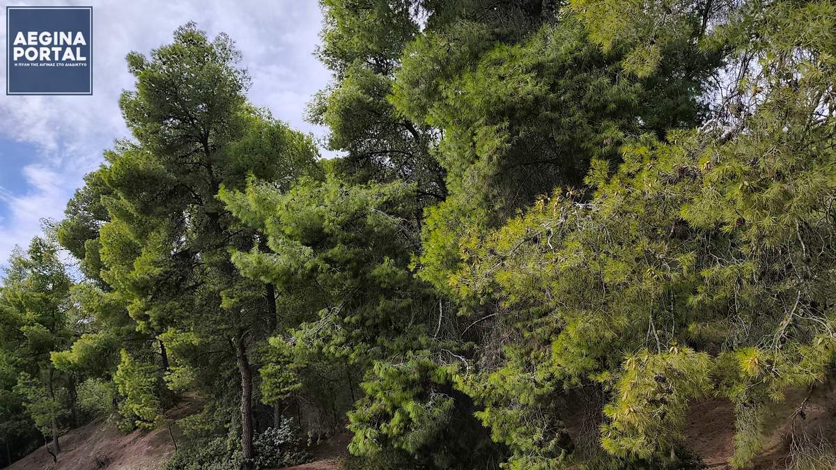Πολύ υψηλός κίνδυνος πυρκαγιάς στην Αίγινα (κατηγορία κινδύνου 4) την Κυριακή 9 Αυγούστου 2026.