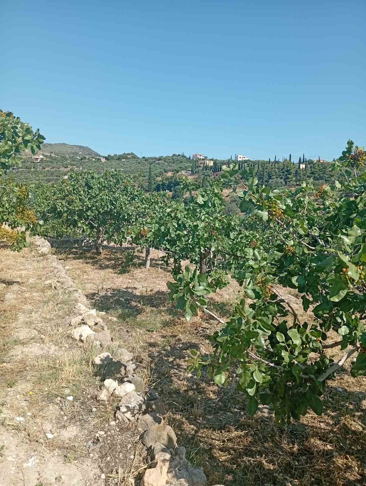 εικόνα_Viber_2026-06-05_10-12-51-311.jpg