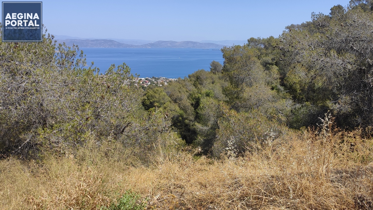 dasoi-aegina-00.jpg