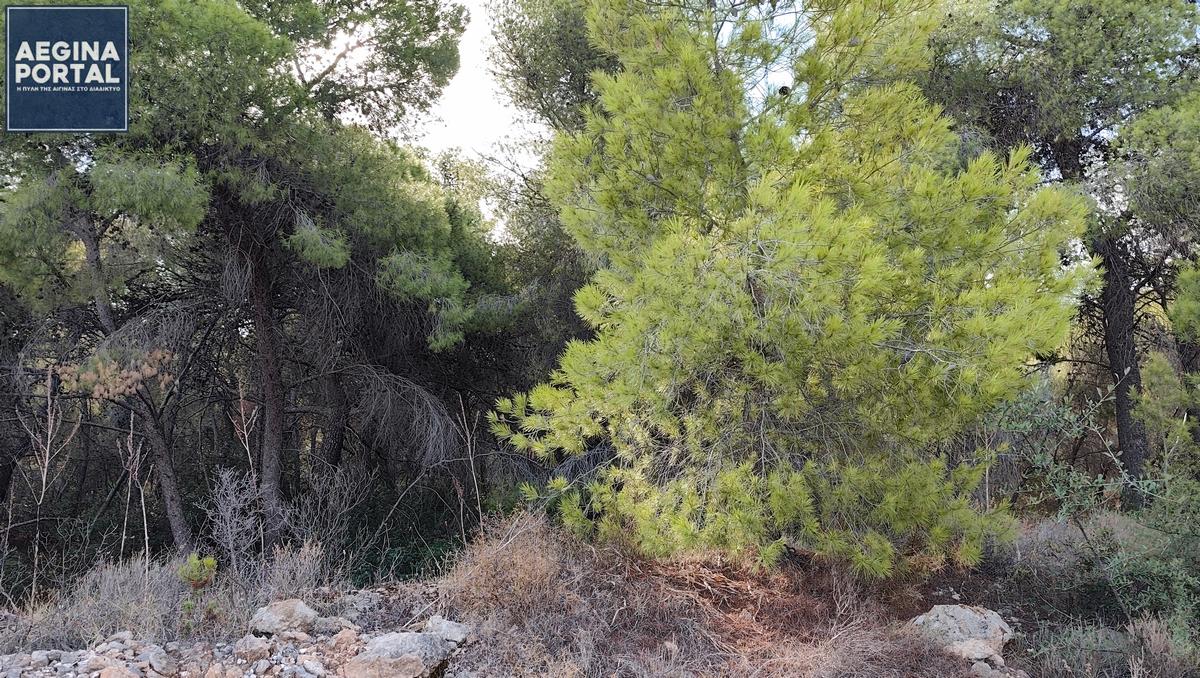 Εκδόθηκε η ρυθμιστική διάταξη για την καυσοξύλευση στην Αίγινα. Αιτήσεις στο Δασονομείο από 11 έως 21 Νοεμβρίου 2025.