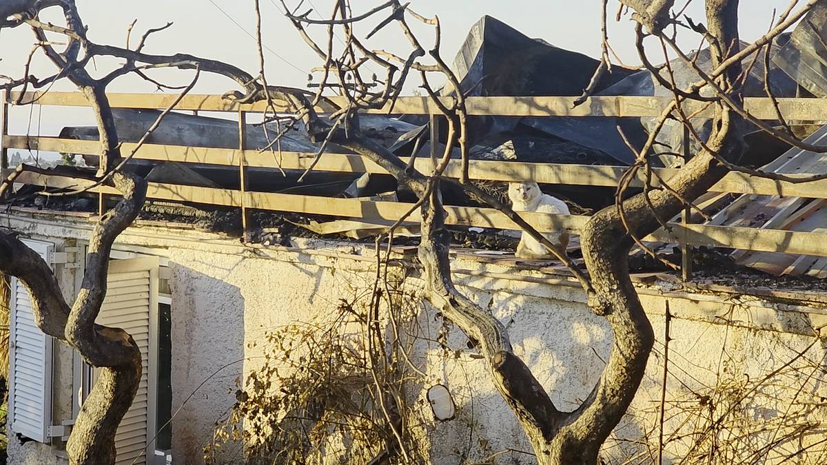 Το βλέμμα μιας γάτας που παραμένει στο χώρο, συνόδευε διακριτικά το ρεπορτάζ.