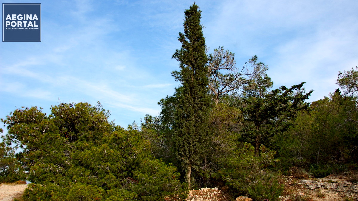 250615-dasos.jpg