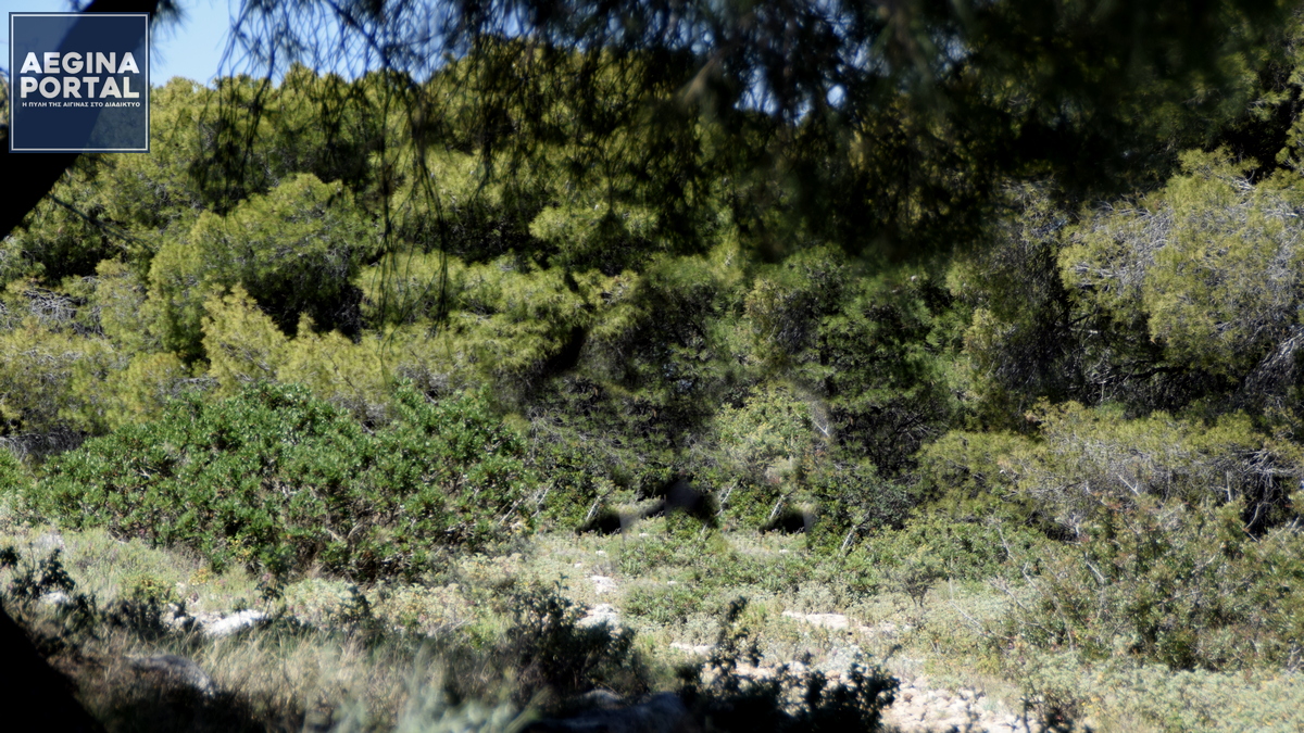 250627-dasos.jpg