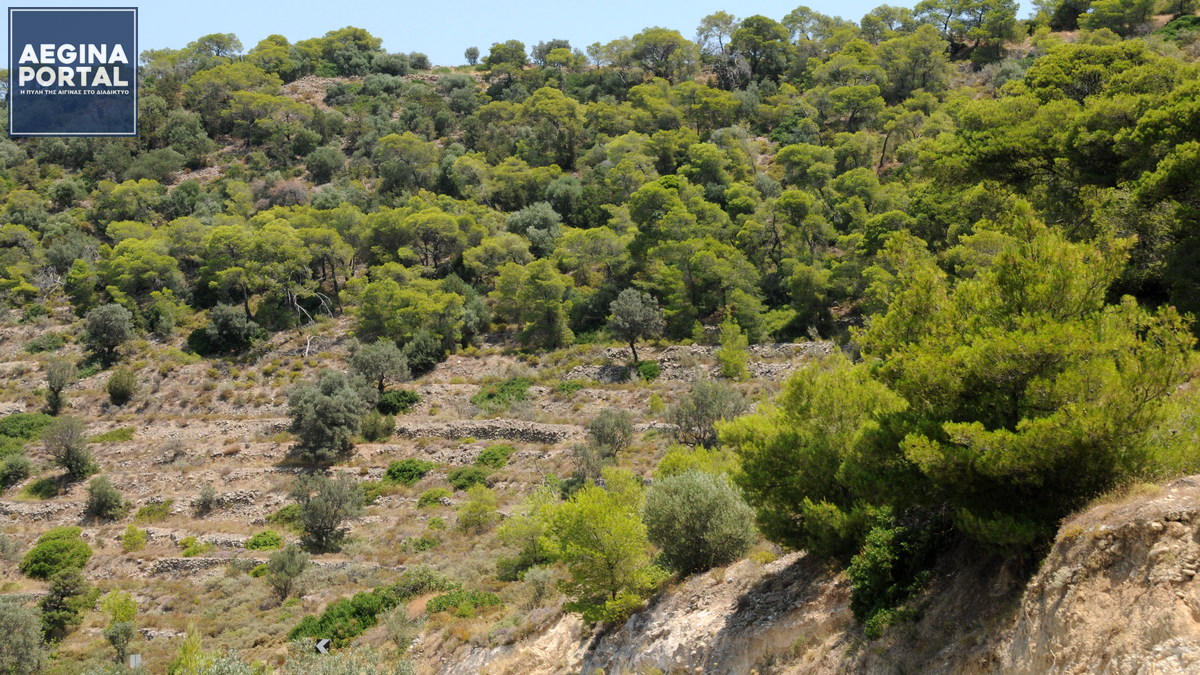 250706-dasos.jpg