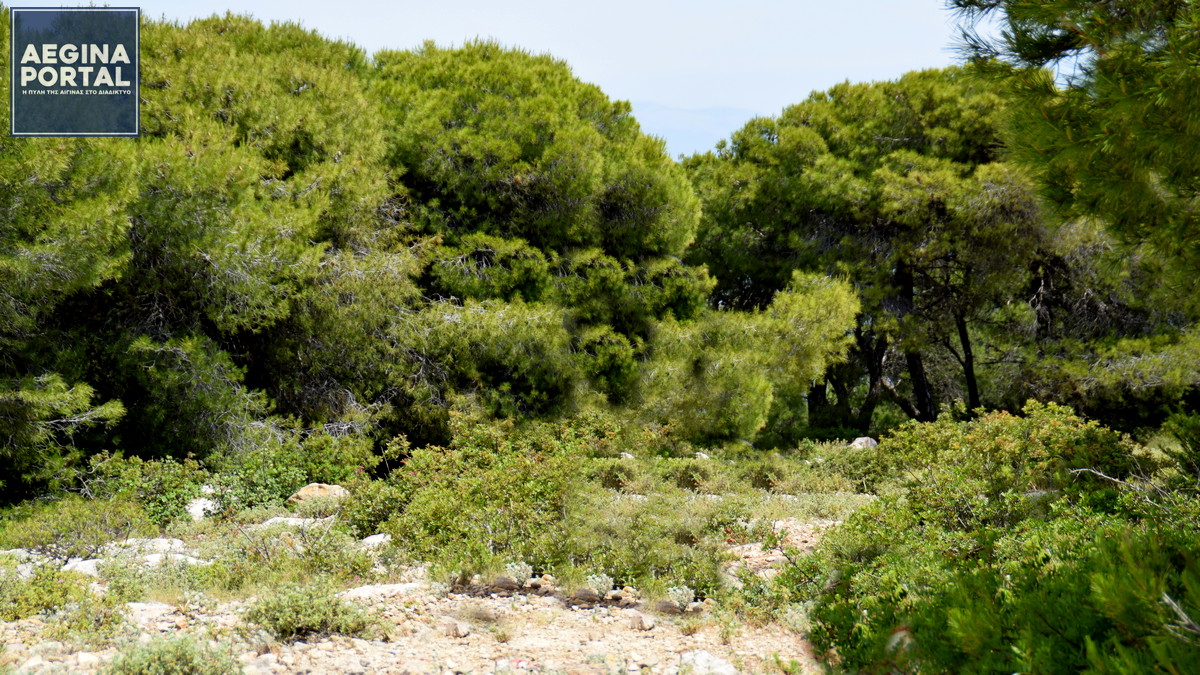 250719-dasos.jpg