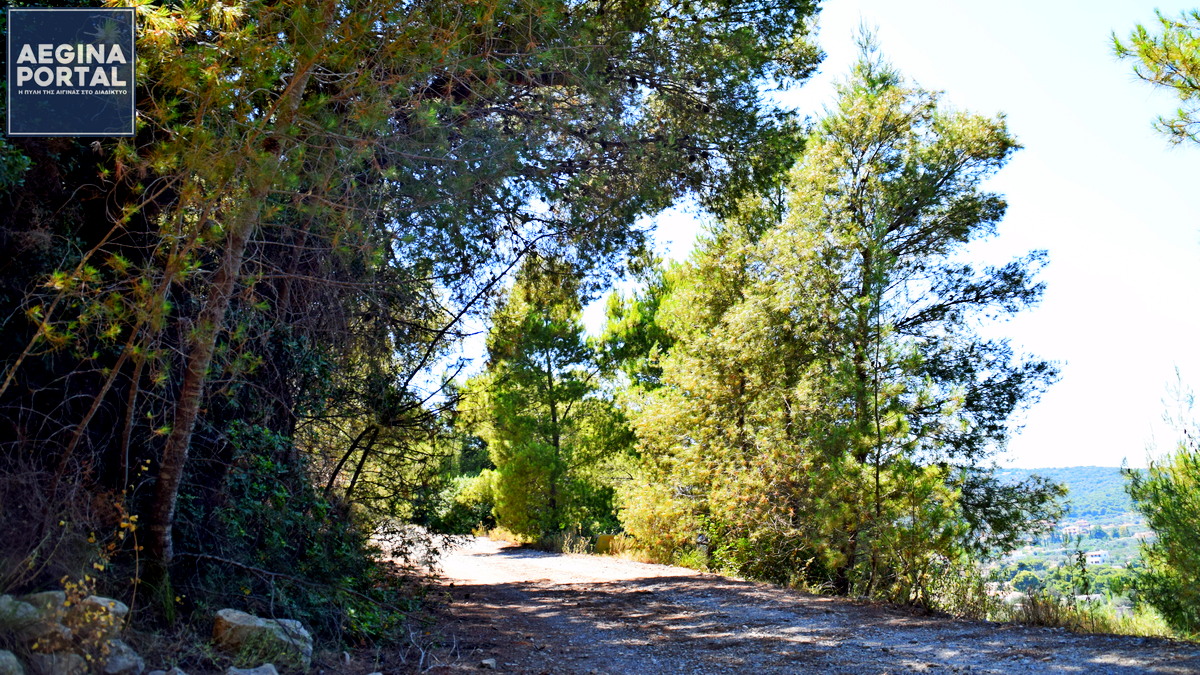 250802-dasiki-pirkagia.jpg