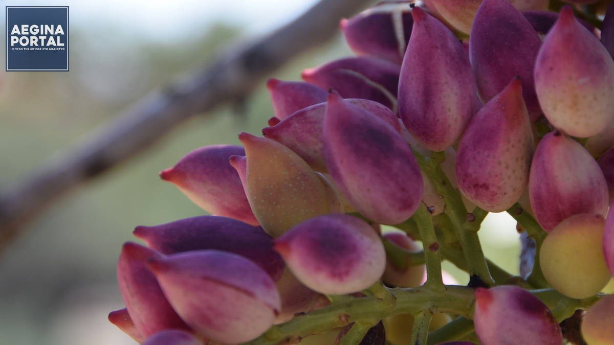 Παγκόσμια Πρωτιά για το Φυστίκι Αίγινας Π.Ο.Π.– Στην κορυφή του κόσμου για 4η συνεχή χρονιά σύμφωνα με το TasteAtlas.
