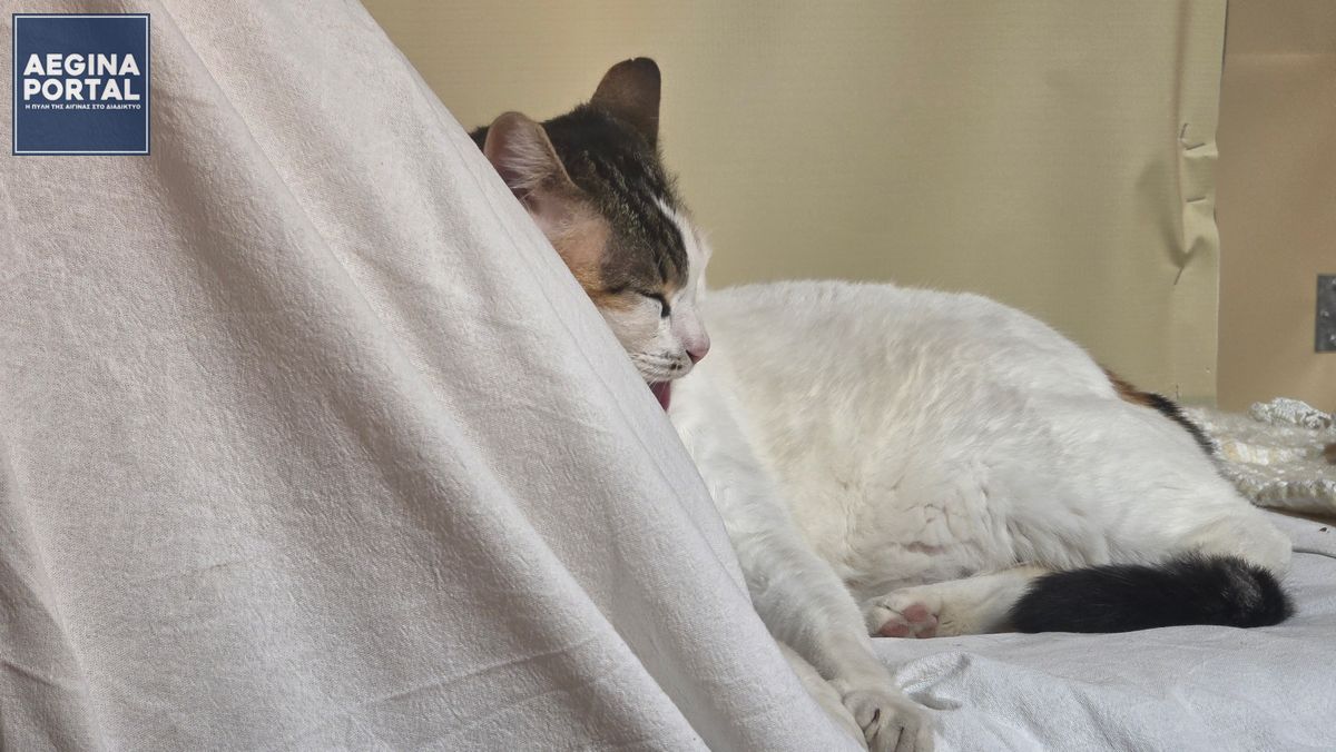 Υπογράφηκε σήμερα η ανάληψη υποχρέωσης, για το συνεχιζόμενο πρόγραμμα, 2025 - 2026, κτηνιατρικών παρεμβάσεων για τα αδέσποτα ζώα στην Αίγινα.