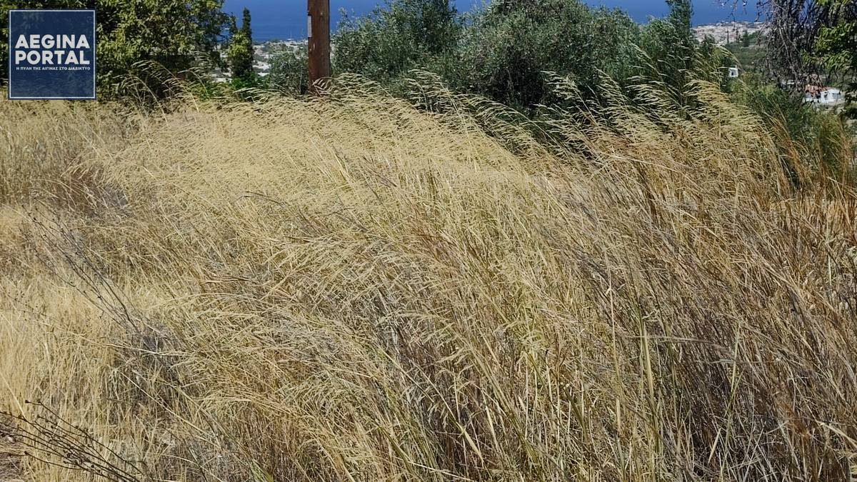Έως τις 15 Ιουνίου η δήλωση καθαρισμού οικοπέδων. Τι πρέπει να γνωρίζουν οι υπόχρεοι πολίτες. akatharista-oikopeda.jpg
