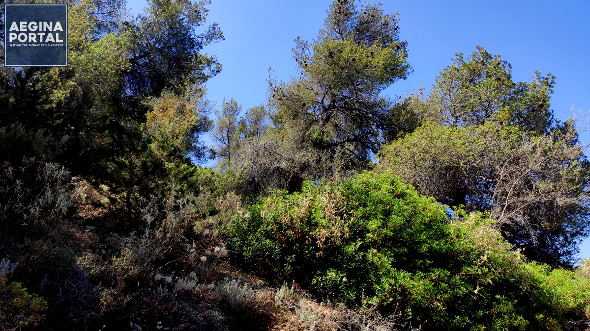 akraios-kindinos-fotias-aegina.jpg