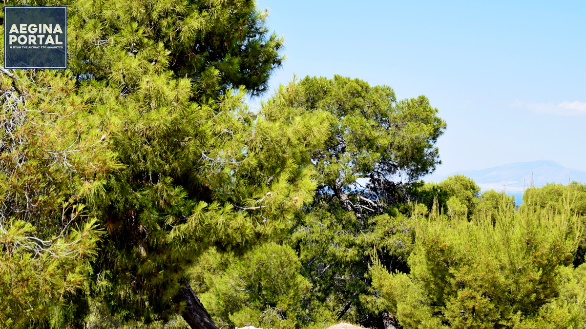 dasoi-apagorefseis-aegina.JPG