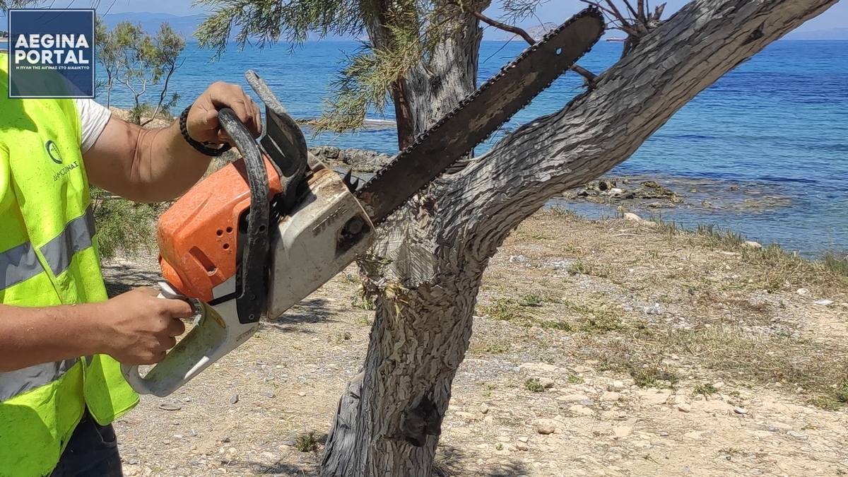 Σε απευθείας ανάθεση 37.200 ευρώ για υπηρεσίες αποψίλωσης και κλαδεύσεων θα προχωρήσει ο Δήμος Αίγινας.