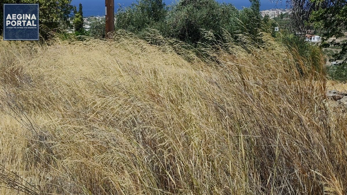 Δημοσιεύθηκε η ΚΥΑ για τα μέτρα προληπτικής πυροπροστασίας και τον καθαρισμό οικοπέδων – Υποχρεώσεις πολιτών και φορέων ενόψει της αντιπυρικής περιόδου.